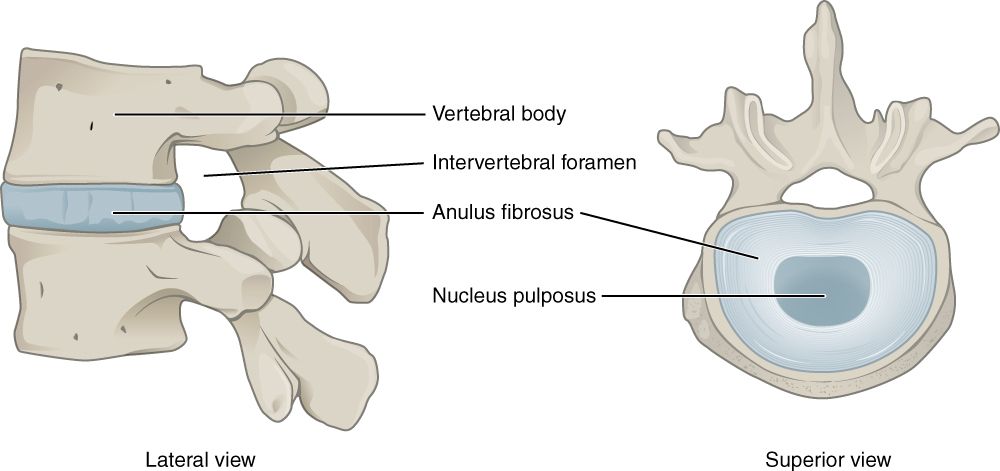 Spinal disc diagram