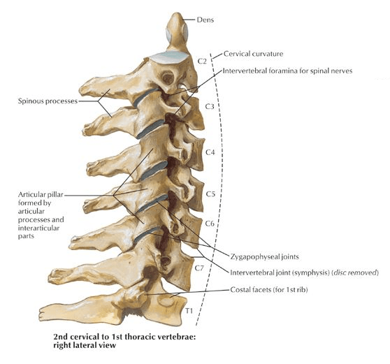 Cervical spine diagram - Netter