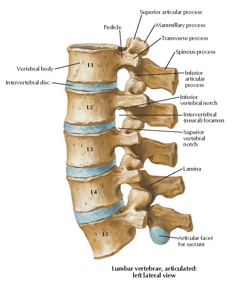 Lumbar spine schematic