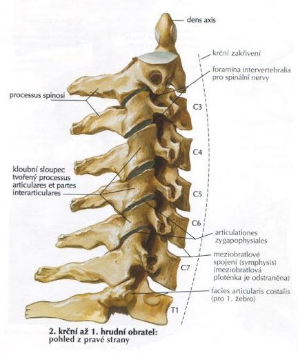 Nákres krčnej chrbtice